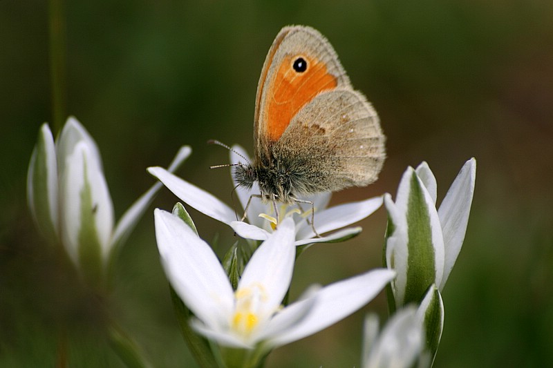 beyaz iek ve bakr kelebei