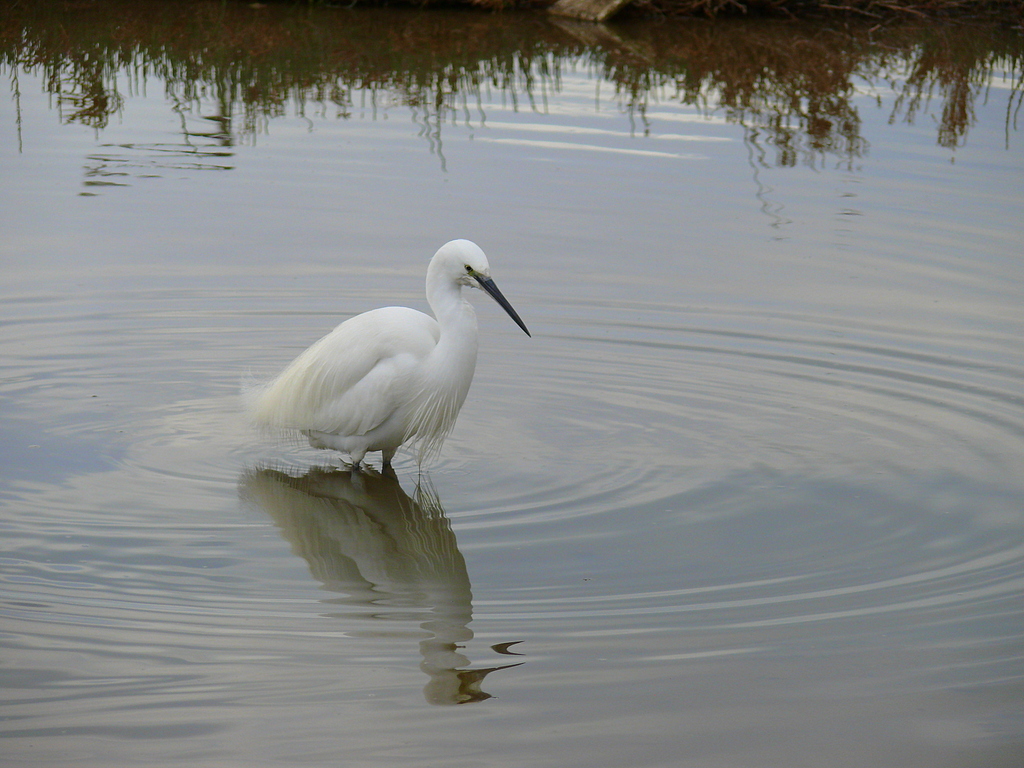  K���k Ak Bal�k��l