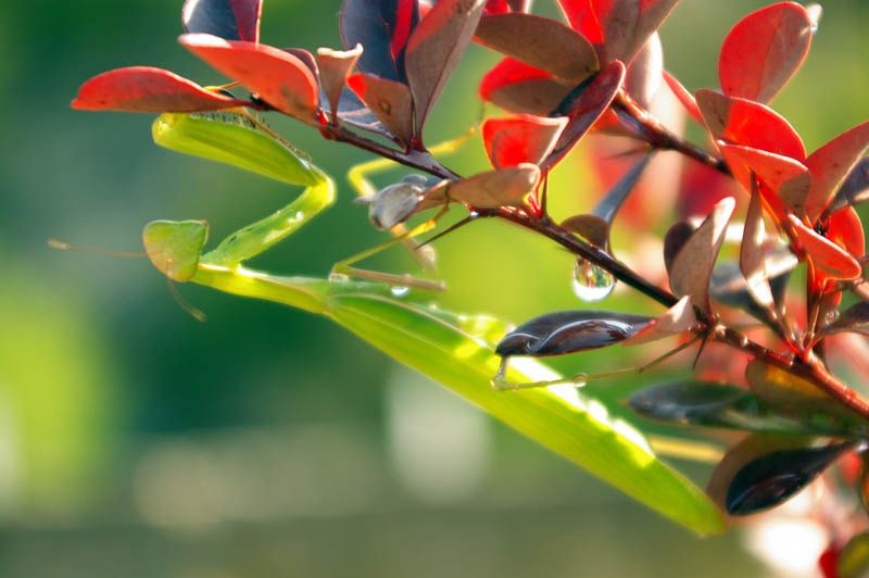 ya�murda peygamber devesi