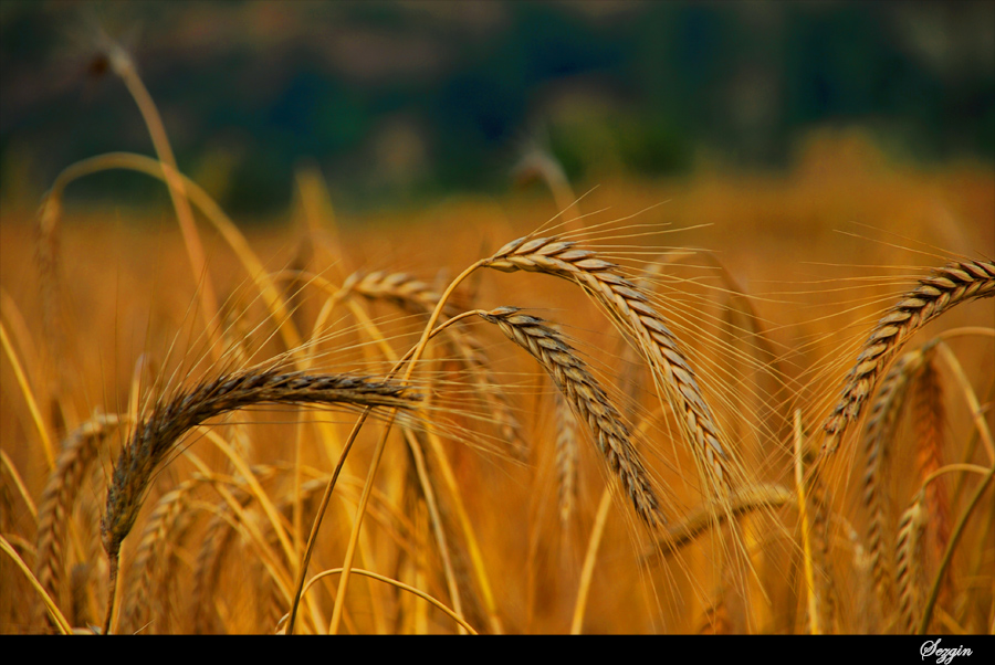 Hereyin balangc TOPRAK