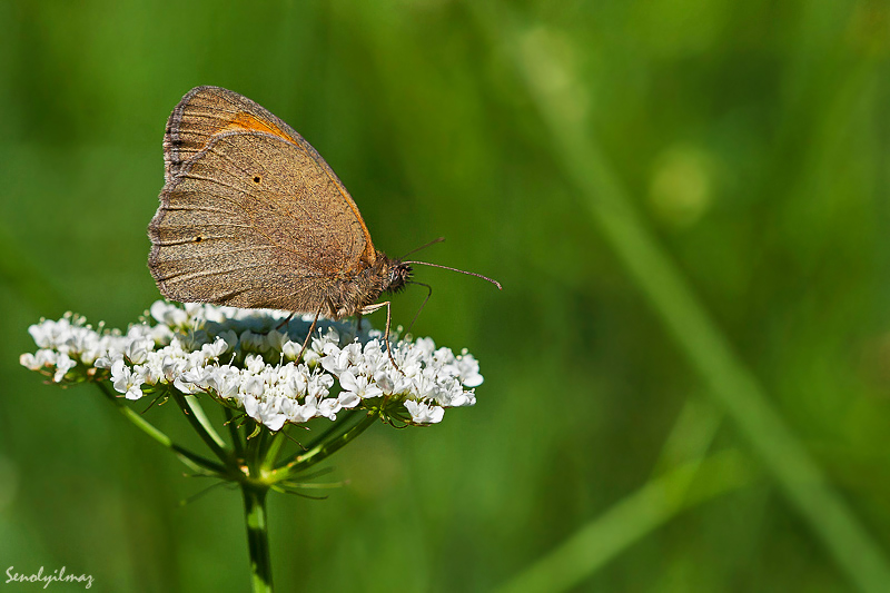 Rengarenk ya�amlar...