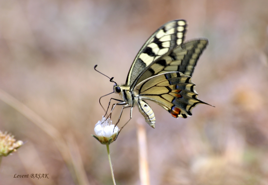 K�rlang��kuyruk