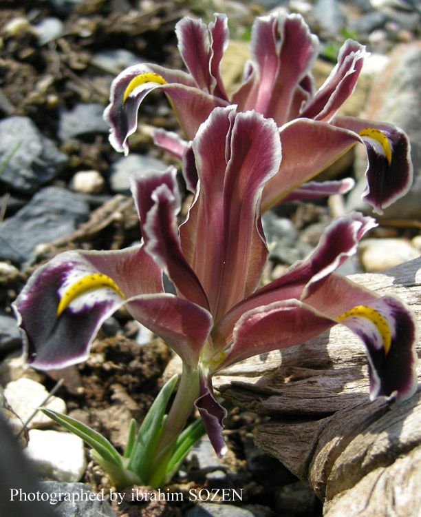 Iris persica 