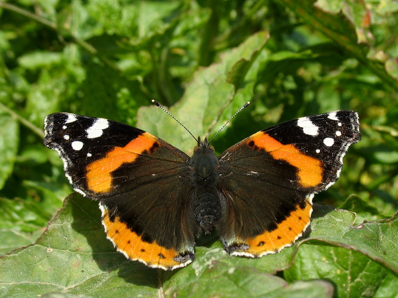 26 - Atalanta (Vanessa Atalanta)