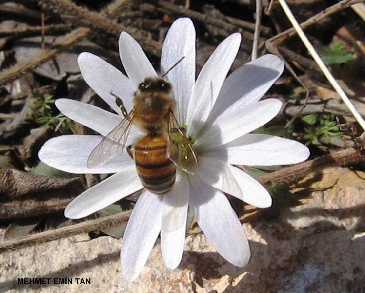 AFN ANEMONU (DA LALES)