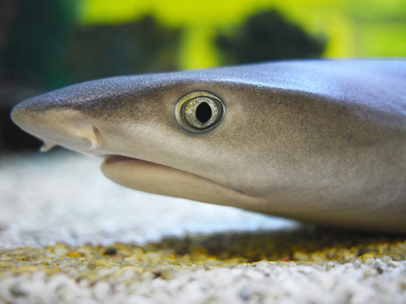 akvaryum bal���