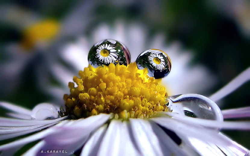 iki g�z�m bahar geldi bahar...