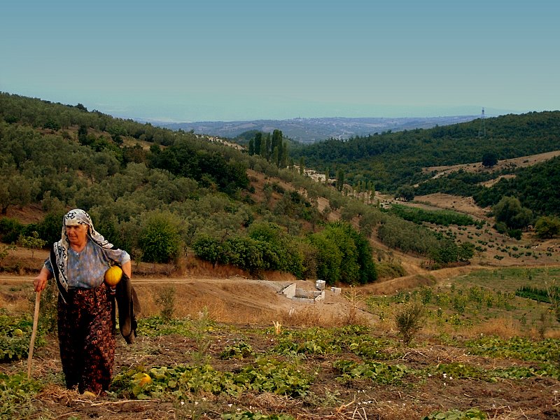 kavun tarlas