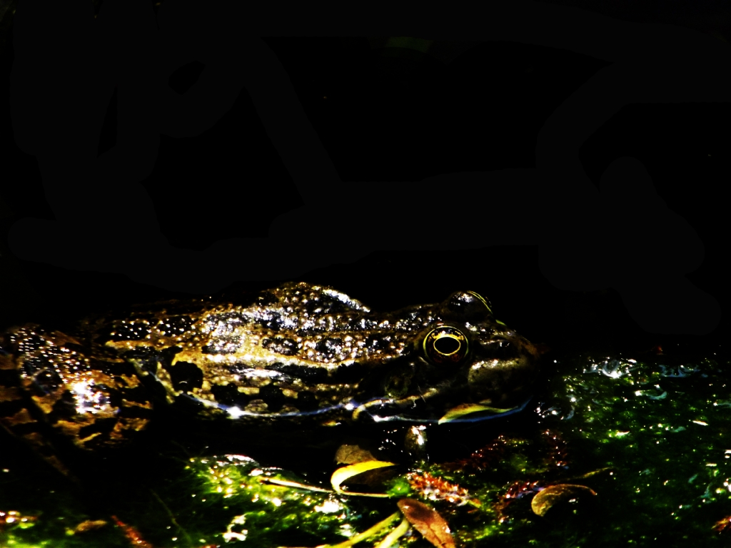 Kurbaa irince Matematik Ky