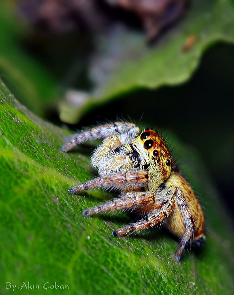 Z�playan �r�mcek