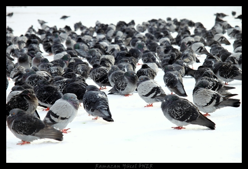 Beyazt Gvercinleri-2