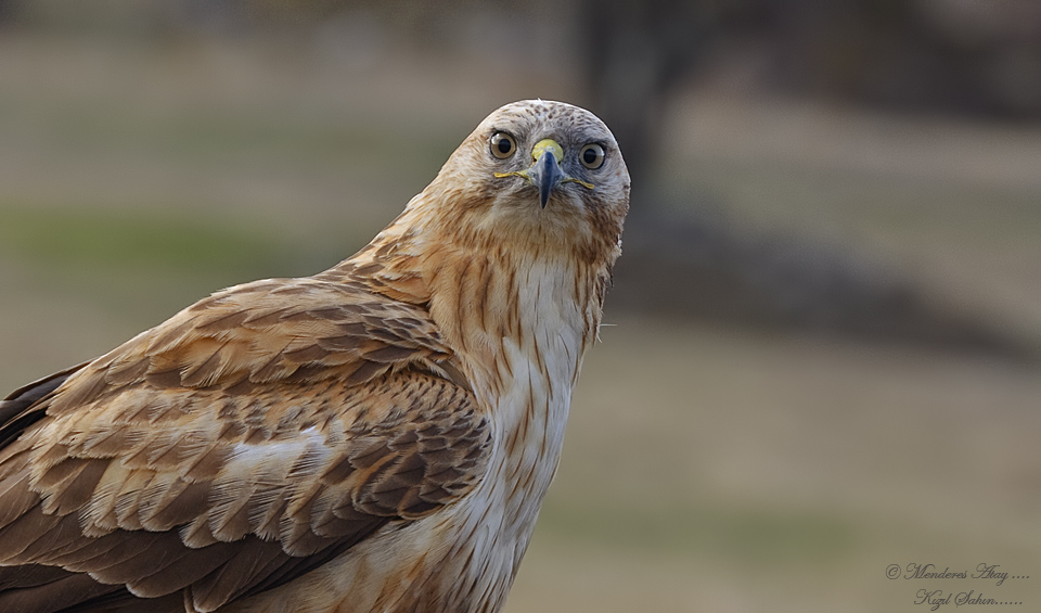 Kzl ahin Long-legged buzzard / Buteo rufinus