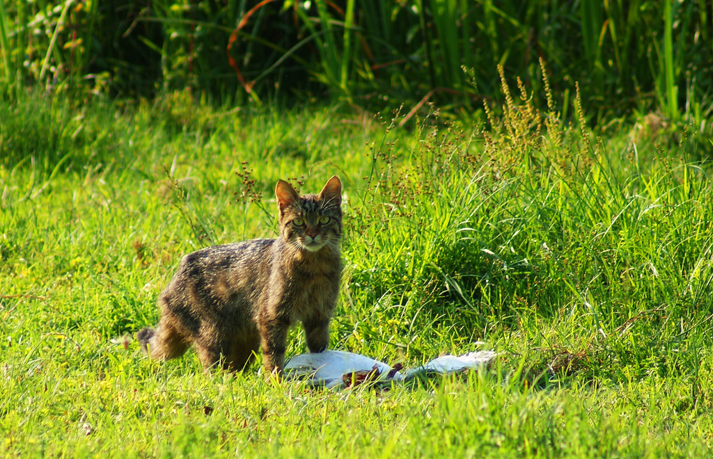 Yaban kedisi (felis ?)