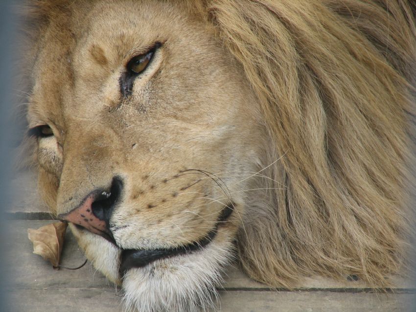 bugn ok sakinsiniz kralm