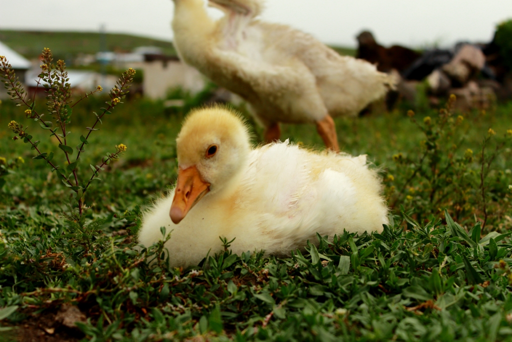 �irkin Kaz Yavrusu