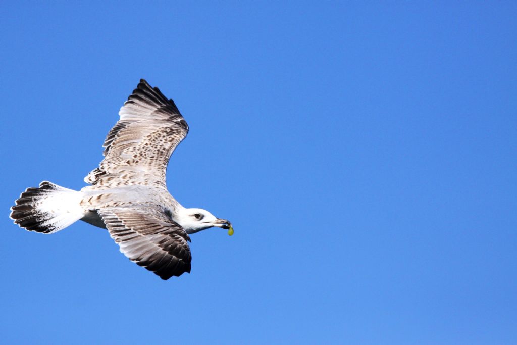 MARTILAR DENZN POSTACILARI