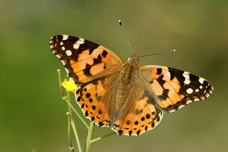 Diken Kelebei Vanessa cardui