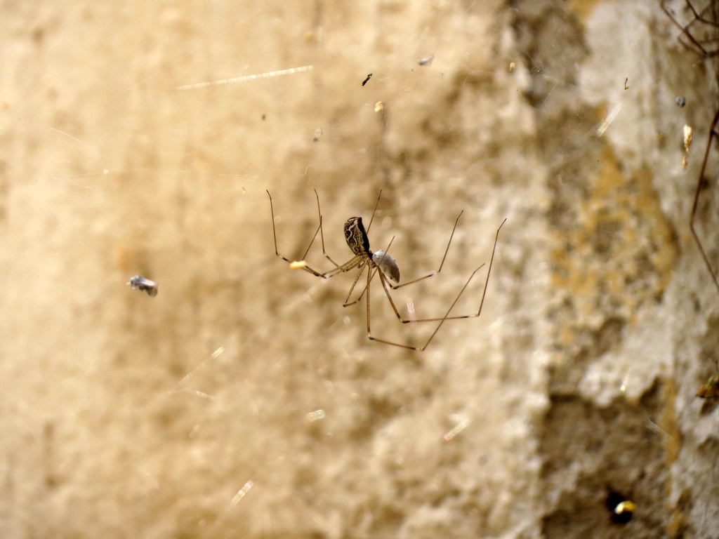 Av�n� mumyalam�� �r�mcek..