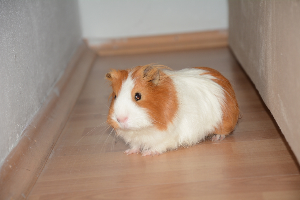 Evcil Hayvanm GuineaPig