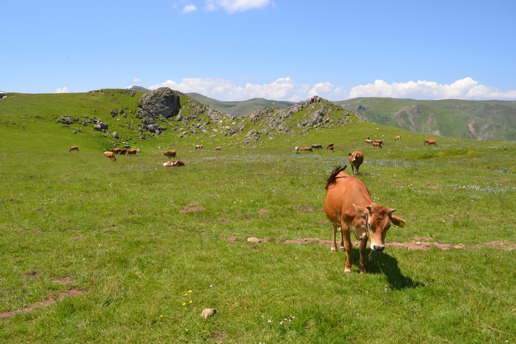 karadeniz inei