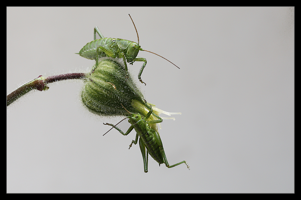 Oynar msn benimle? (3)