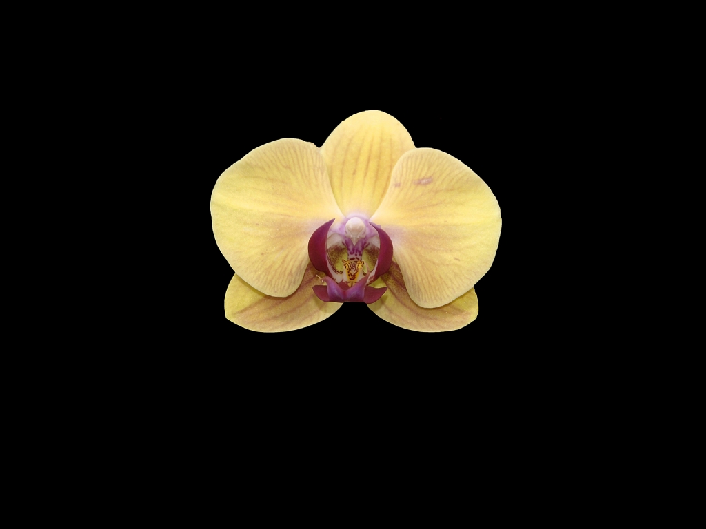 Orkide tr