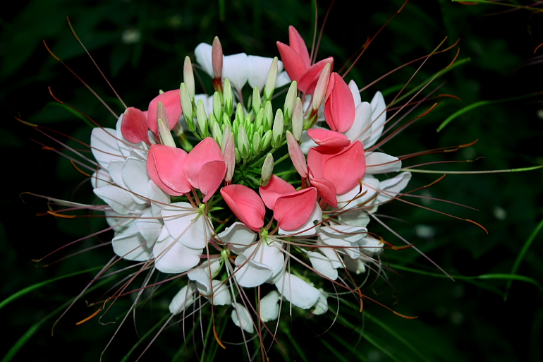 Trkiye iei(cleome-rmcek iei)