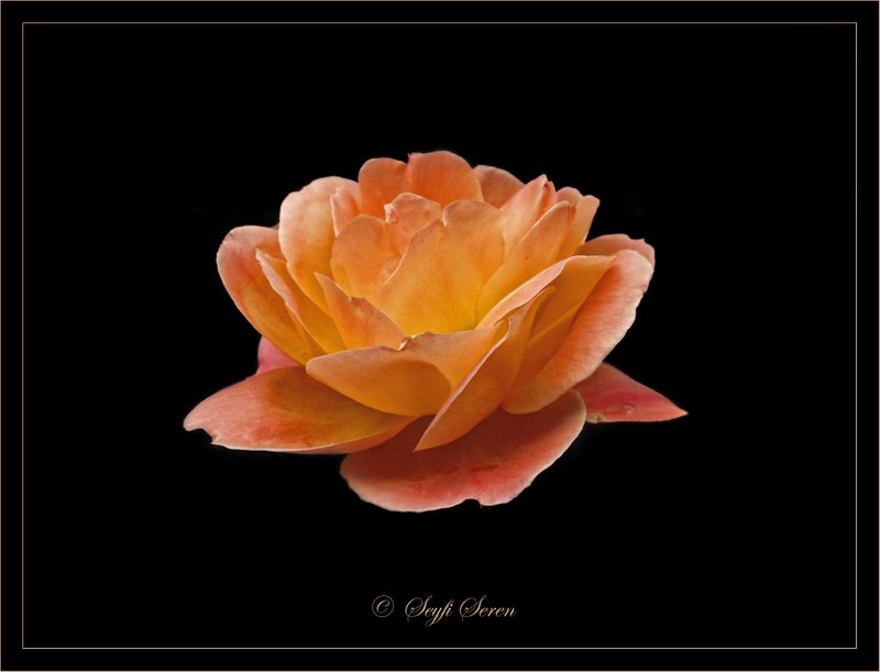 Foto�raf dostlar�ma...