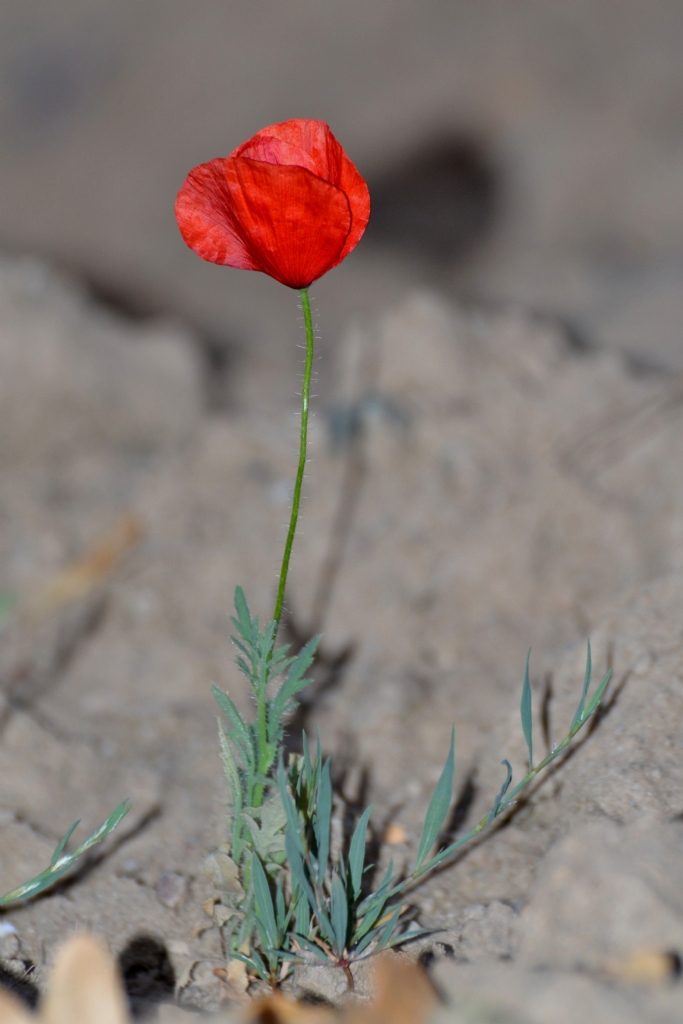 gelincik duru�u...