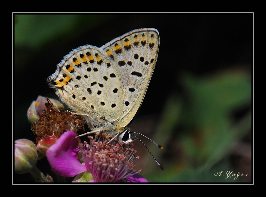 �sli Bak�r Kelebe�i 