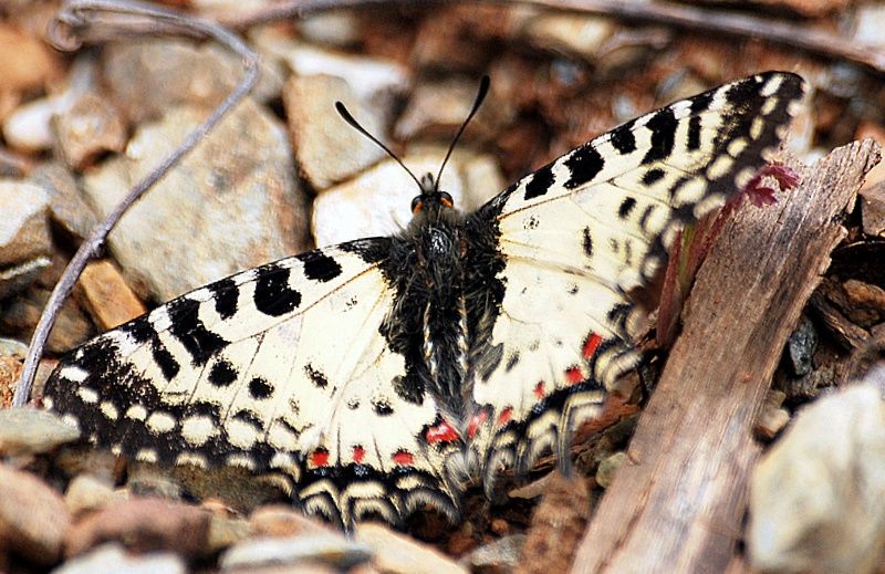 Oryantal Orman Fisto Kelebei