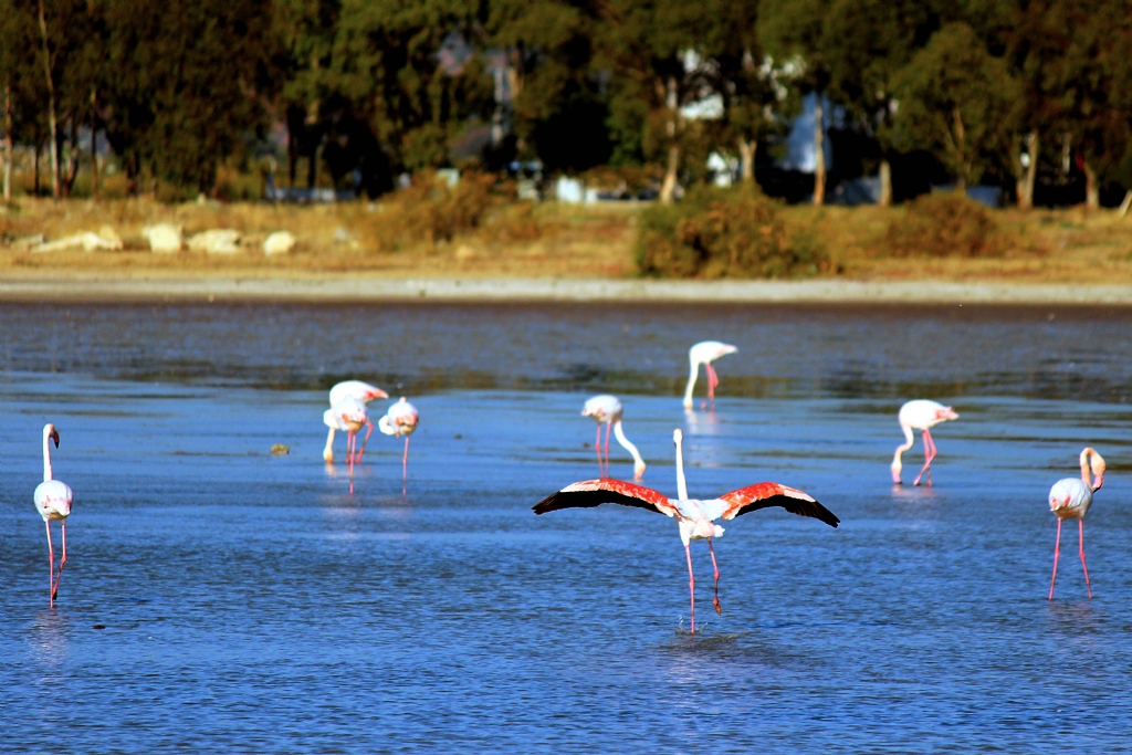 flamingo