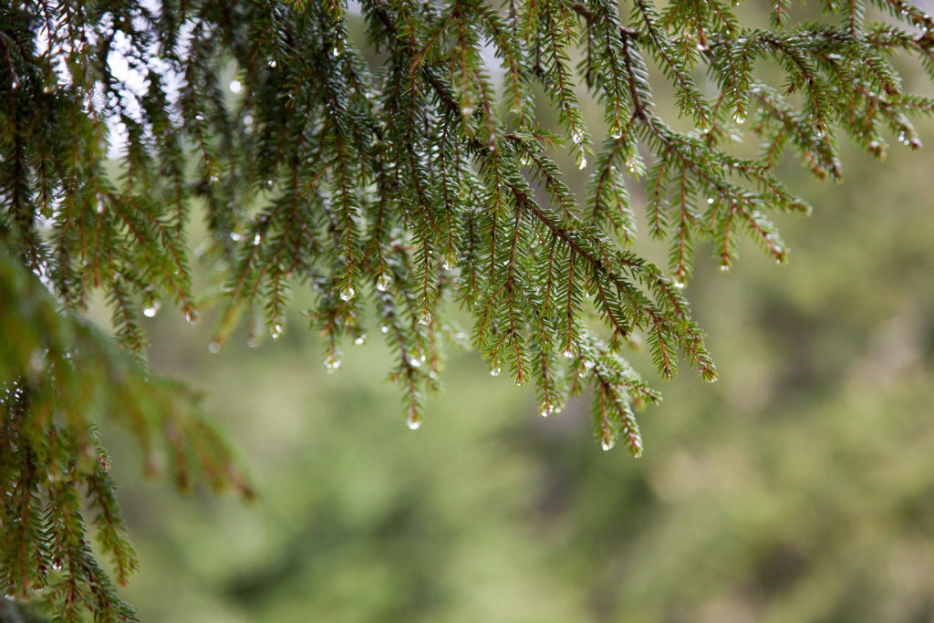 Damla damla Yeni Y�l