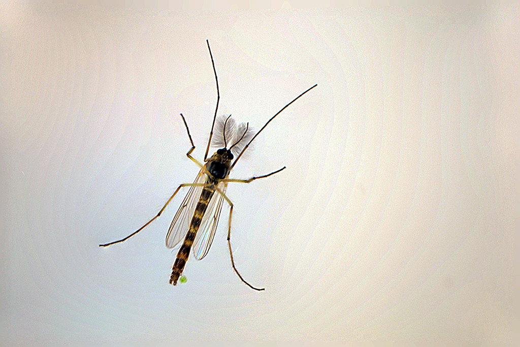 cam�n arkas�ndan