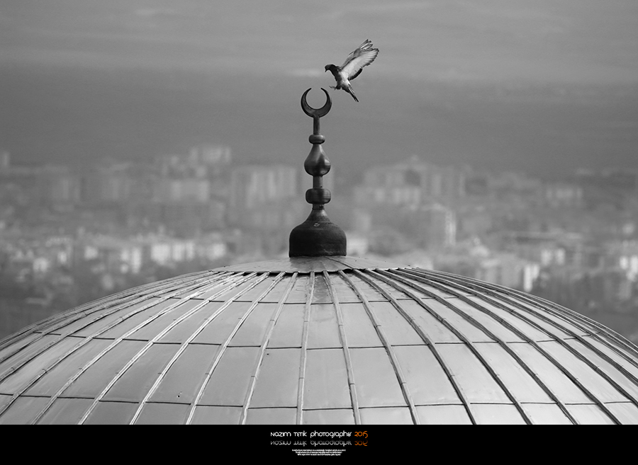 ... ::: Hay�rl�s� ::: ... 