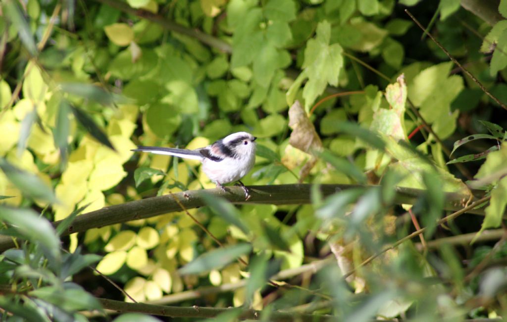 uzunkuyruklu bastankara