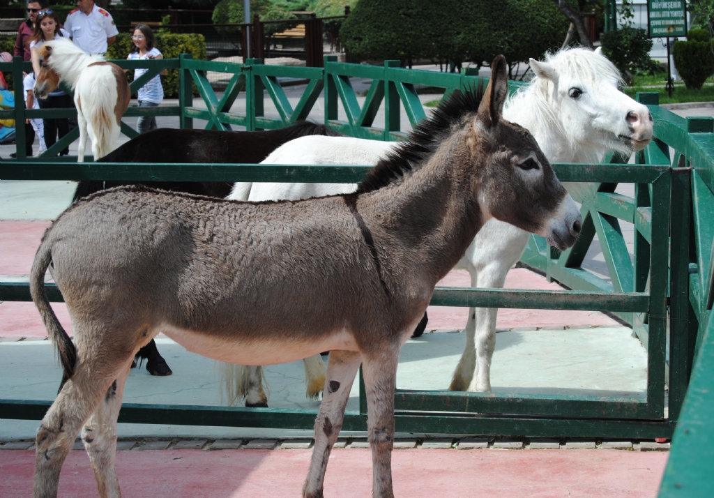 e�ek s�pas�...