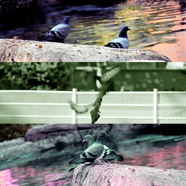 g�vercinlerim kanat ��rpt�