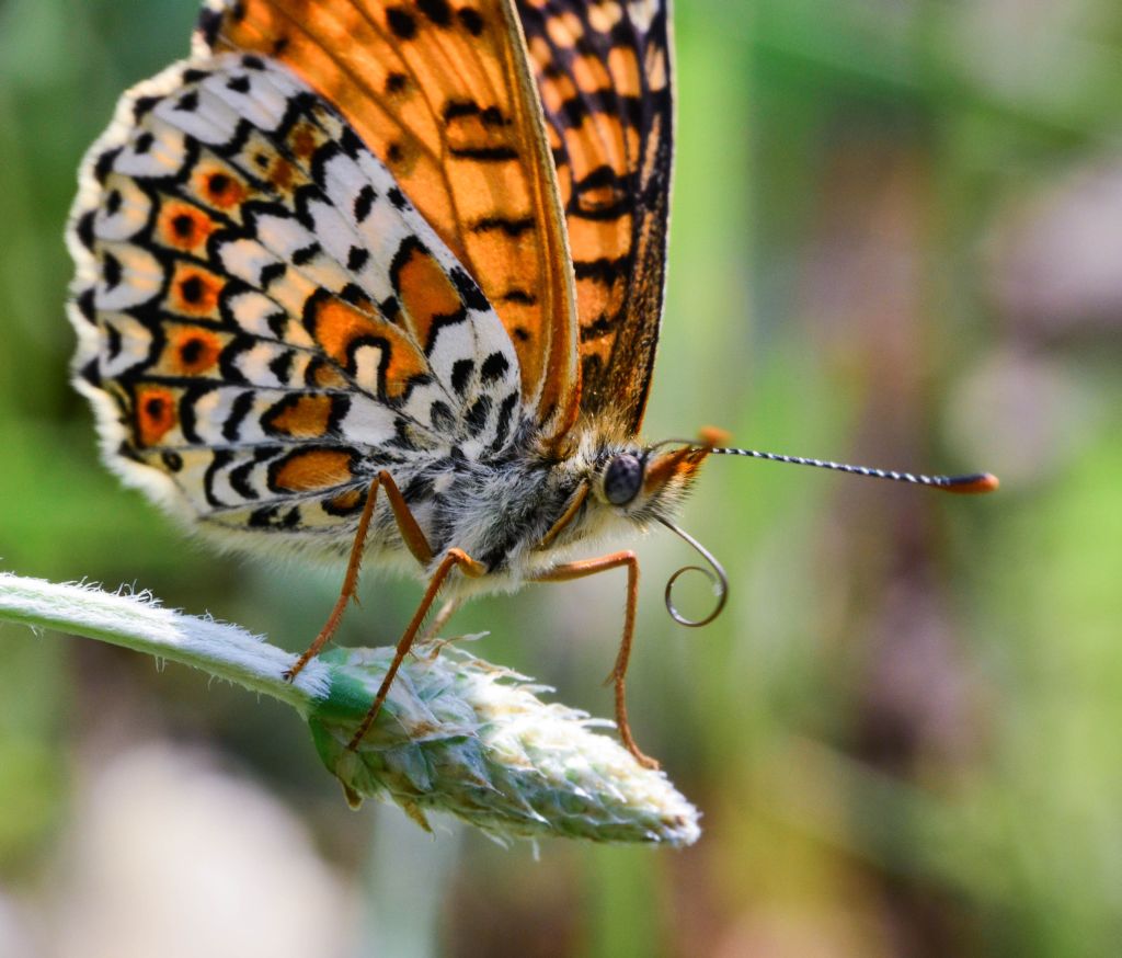 u�u� �ncesi bak�m...