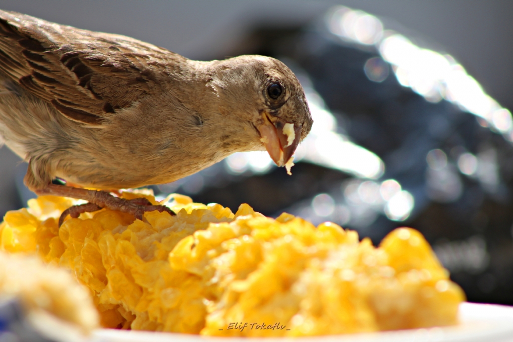 ..M�s�r yerken..