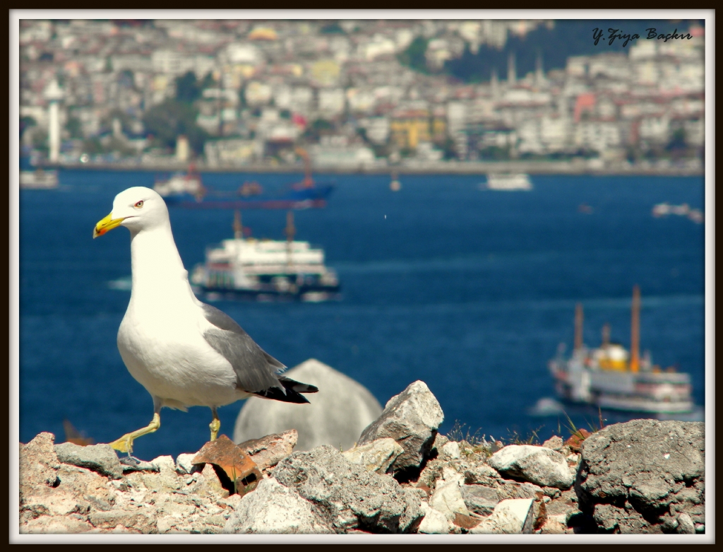 Yedi tepe stanbul