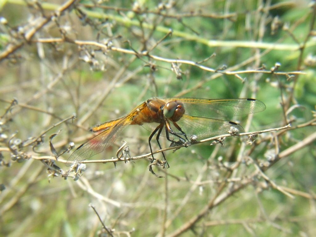 Kahverengi helikopter