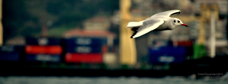 Benim bir martm var....