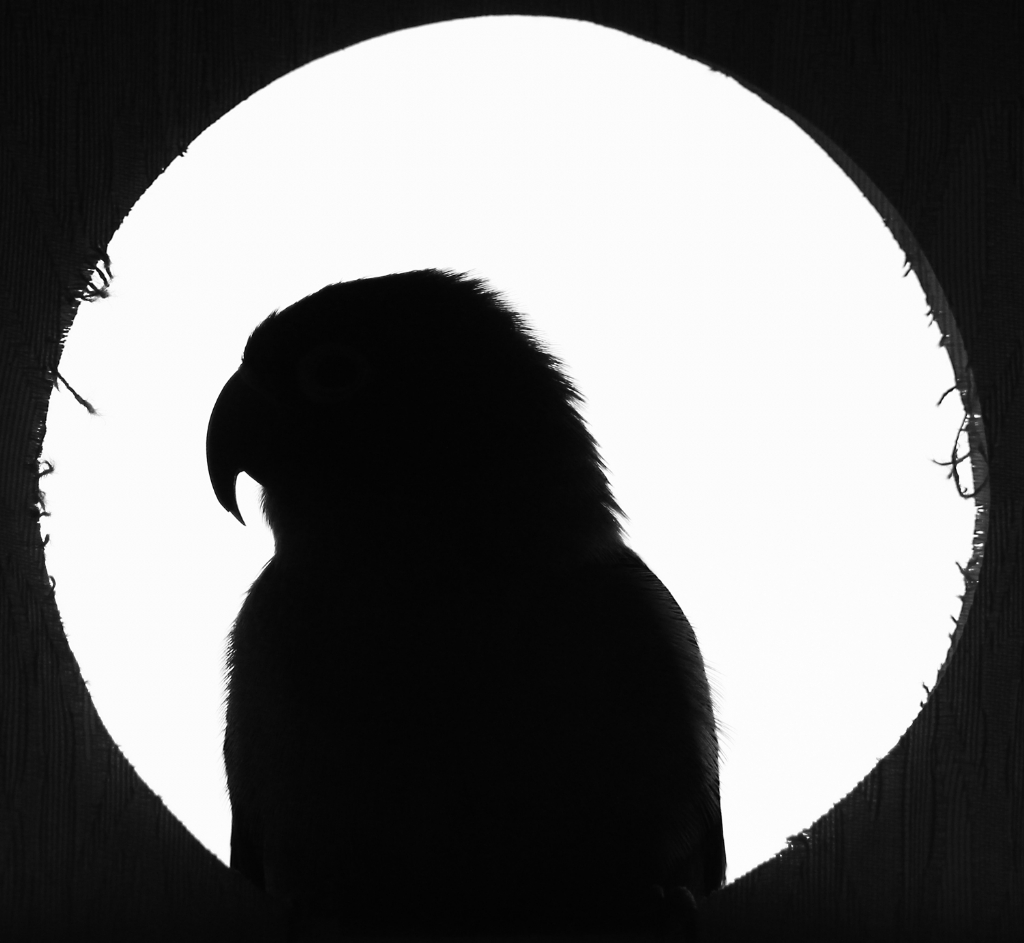 Ba��m�n Belas�