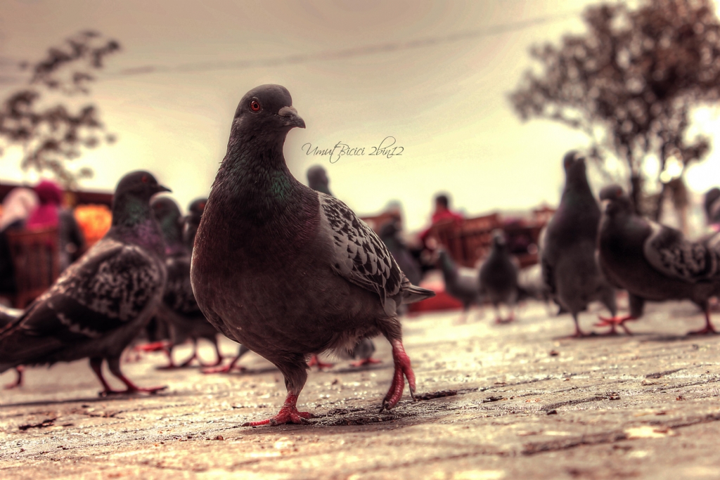 Hay�rd�r karde� :)