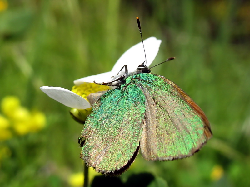 27 - Zmrt (Callophrys rubi)