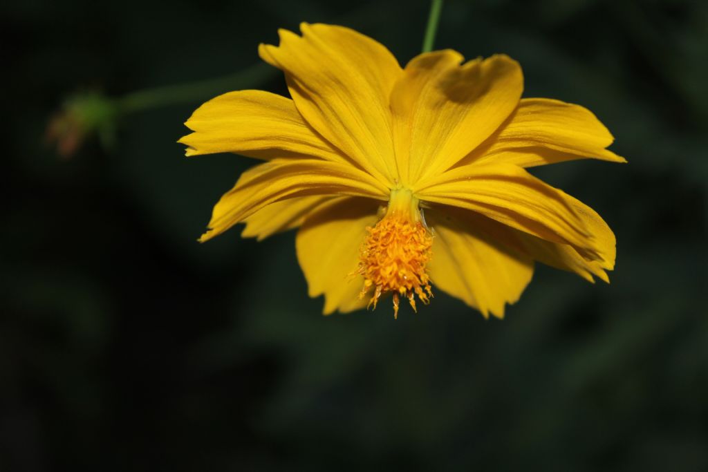 yak�ndan bak�nca..