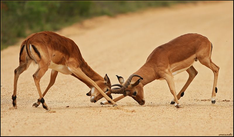 Impala