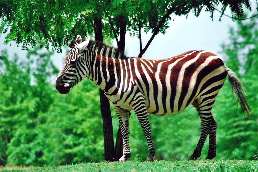 Zebra ve Aa