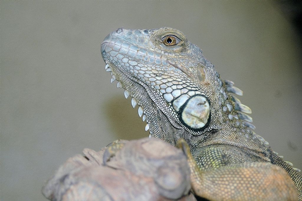 iguana